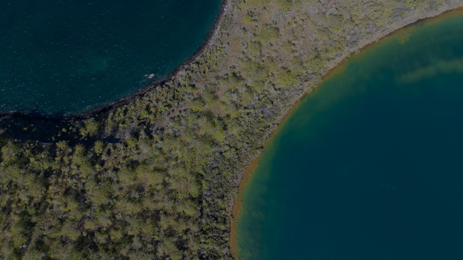 Specialists in Luxury and Distinctive Cruise Experiences / Golden Galapagos Cruises / Award-Winning Luxury Cruise Operator in the Galapagos Islands / Experience the Golden Side: Luxury Sustainable Experiences / We Are Locals: Authentic Galapagos Experience / We Are Women-Led: Crafting Exceptional Luxury Galapagos Tours / Why Golden Galapagos Cruises? / Consult Our Cruise / Our Take on Galapagos / Leading the Way to Sustainability: Carbon-Neutral Galapagos Cruises / Our Luxury Galapagos Cruise Fleet / Golden Immersions / Galapagos In Depth / Galapagos in a Glimpse / Our Lodge in Amazonia