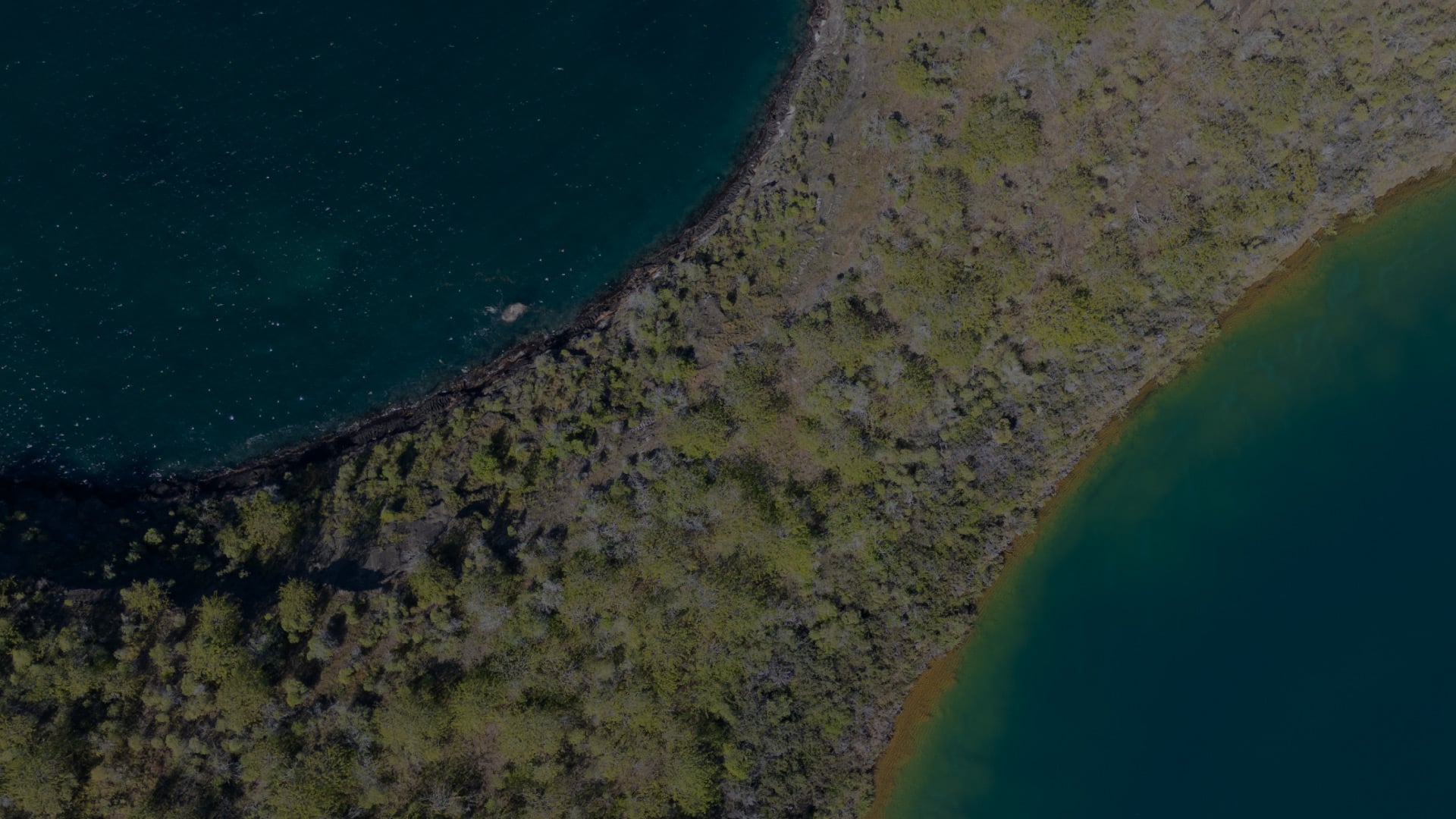 Specialists in Luxury and Distinctive Cruise Experiences / Golden Galapagos Cruises / Award-Winning Luxury Cruise Operator in the Galapagos Islands / Experience the Golden Side: Luxury Sustainable Experiences / We Are Locals: Authentic Galapagos Experience / We Are Women-Led: Crafting Exceptional Luxury Galapagos Tours / Why Golden Galapagos Cruises? / Consult Our Cruise / Our Take on Galapagos / Leading the Way to Sustainability: Carbon-Neutral Galapagos Cruises / Our Luxury Galapagos Cruise Fleet / Golden Immersions / Galapagos In Depth / Galapagos in a Glimpse / Our Lodge in Amazonia