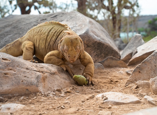 We Are Galapagos Golden Cruises - The Natural World Of Galapagos