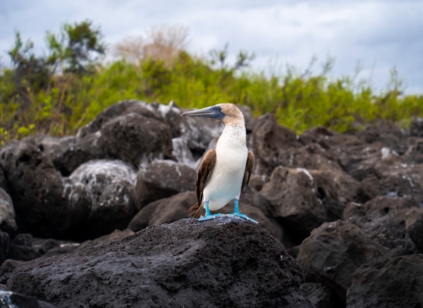 SUSTAINABLE LUXURY GALAPAGOS TOURS - Carbon Neutral Galapagos Cruises - Golden Galapagos Cruises