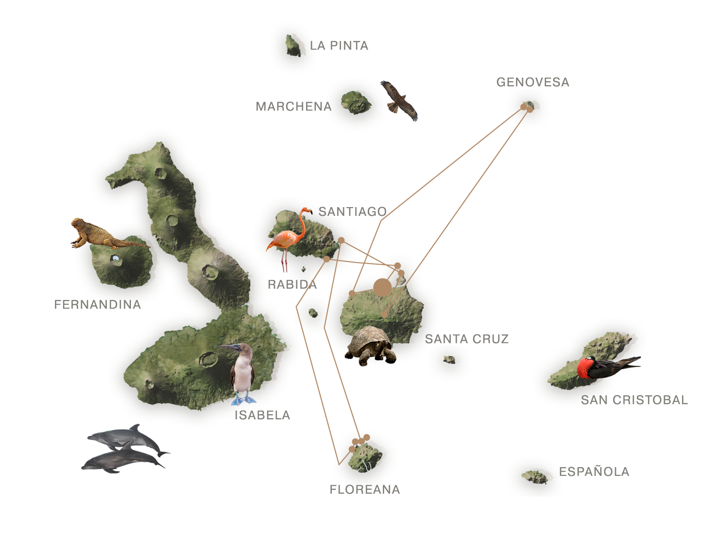Galapagos様おまとめ Endemic - Premium Luxury Cruise - Golden Galapagos