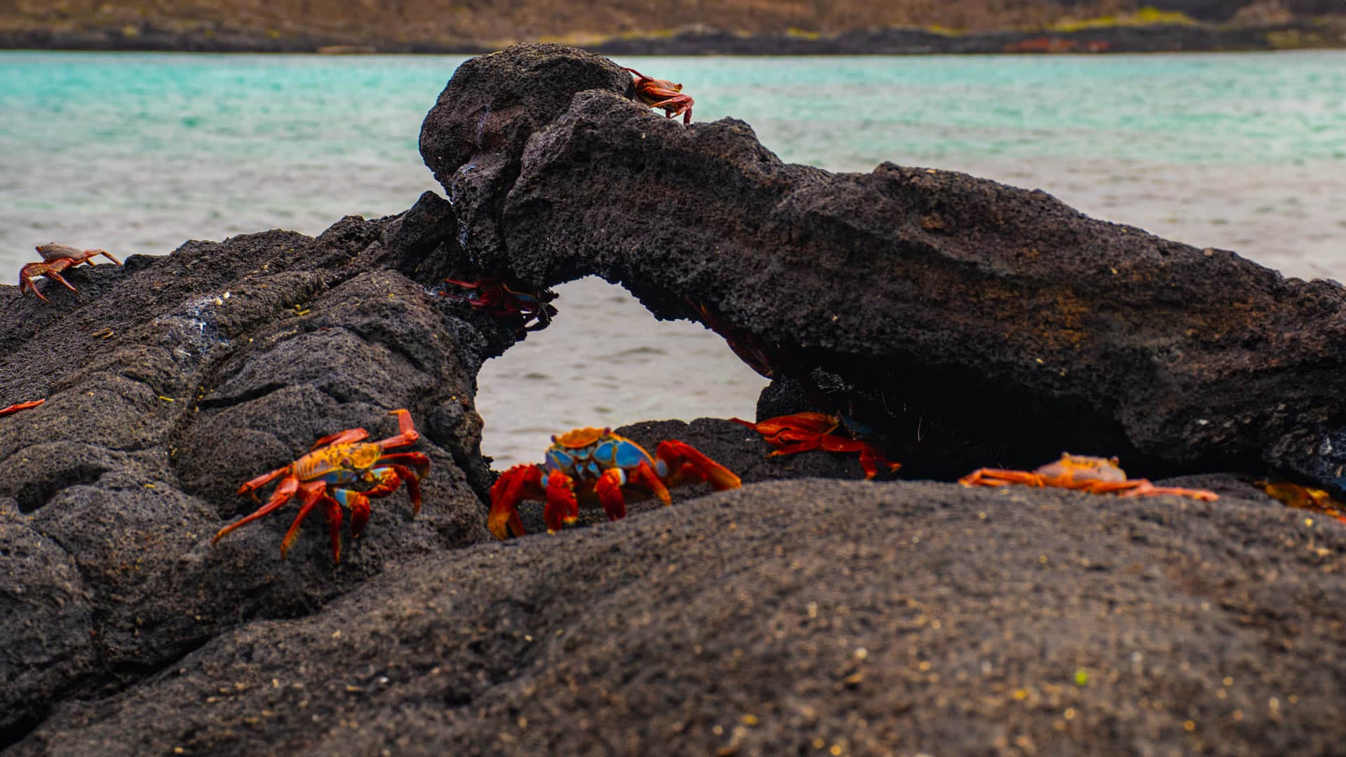 Galapagos-Flora-and-Fauna-Endemic-21_desktop (1)