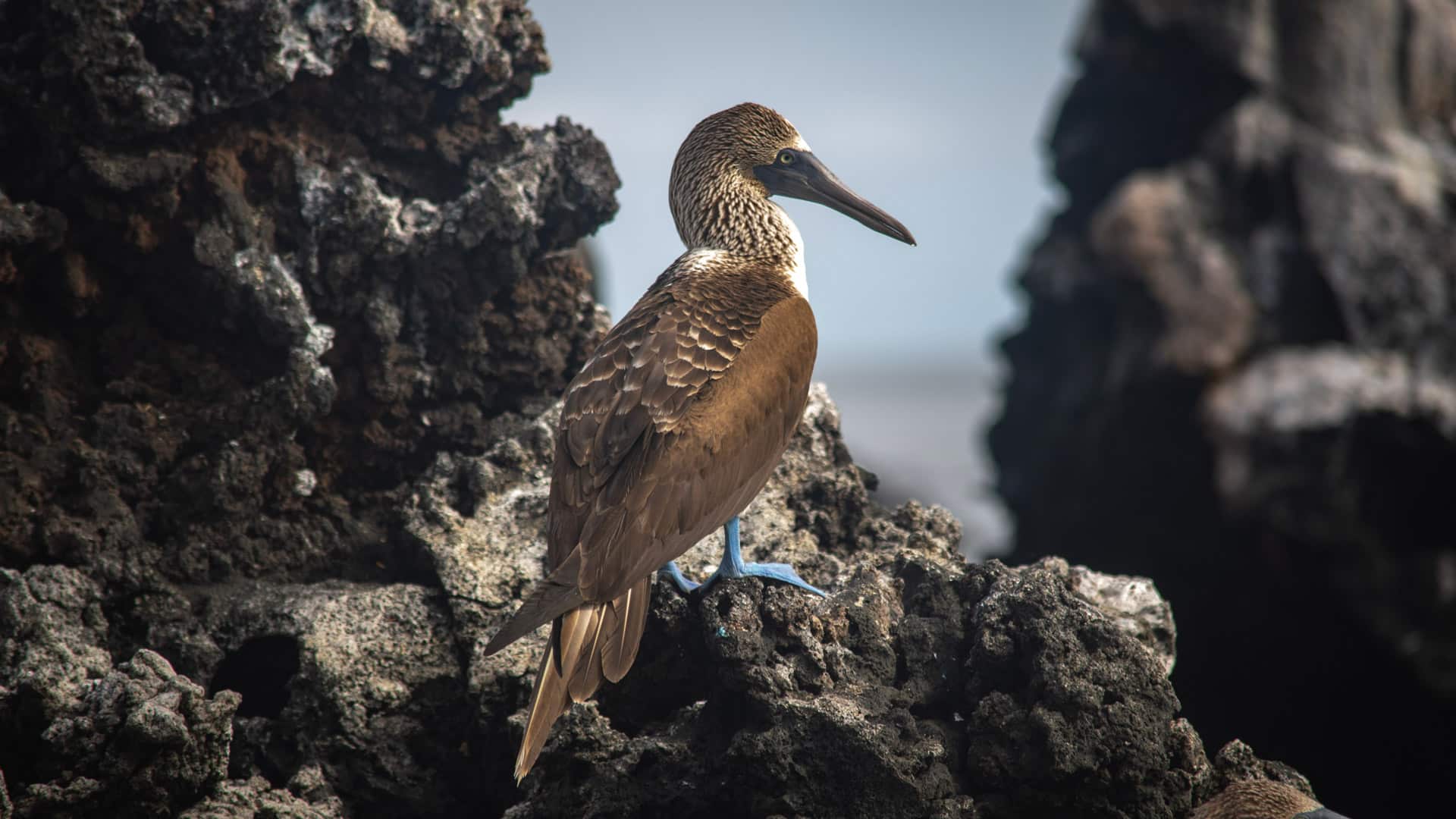 Galapagos-Flora-and-Fauna-Endemic-desktop