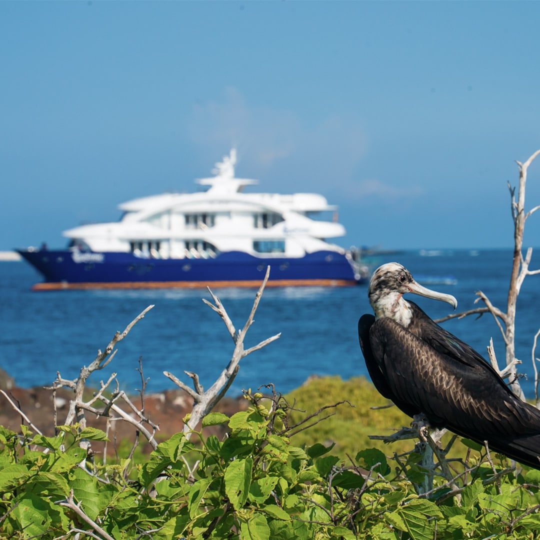 Expetiences The Golden Side: Luxury Sustainable Experiences - Luxury Sustainable Experience - Why Golden Galapagos Cruises?