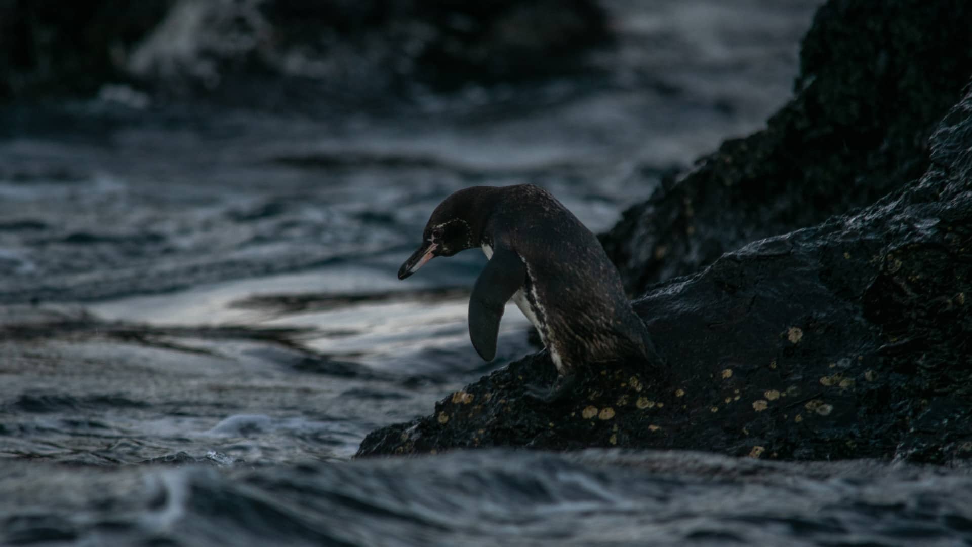 Wildlife - Galapagos Cruises - Luxury Cruises