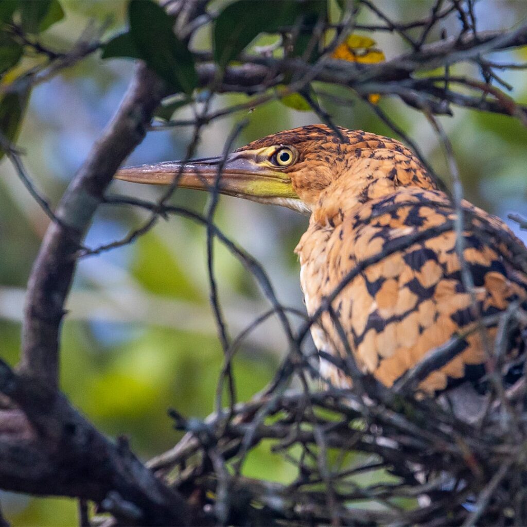 Golden Bundle La Selva Eco Lodge Wildlife Observation Bird