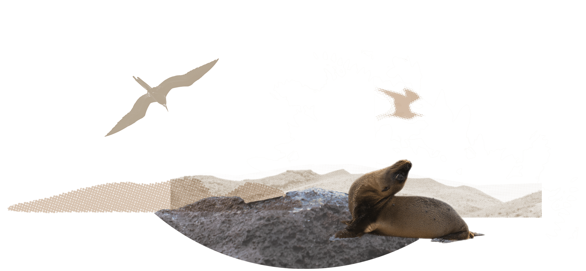 Ilustration - Private Catamaran Charters - Golden Galapagos Cruises
