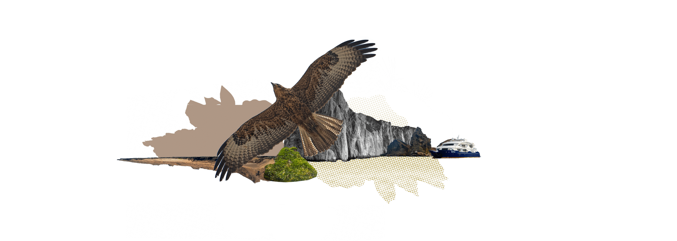 Ilustration Aguila - Start Your Journey Today with our Galapagos Cruises - Golden Galapagos Cruises