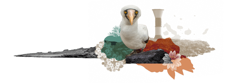 Ilustration - Desing Your Dream Galapagos Luxury Vacation - Golden Galapagos Cruises