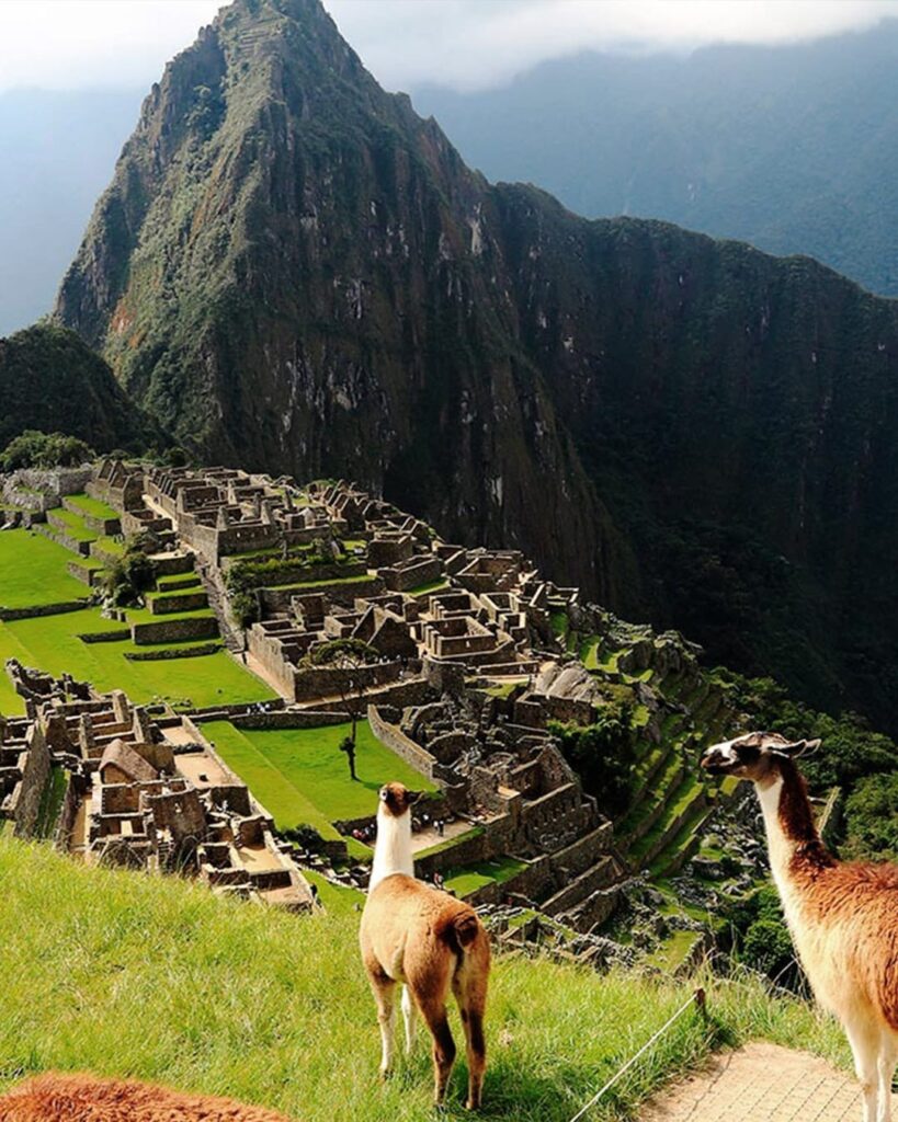 Llamas overlooking Machu Picchu ruins - Peru Luxury tours Machu Picchu - Golden Galapagos Cruises
