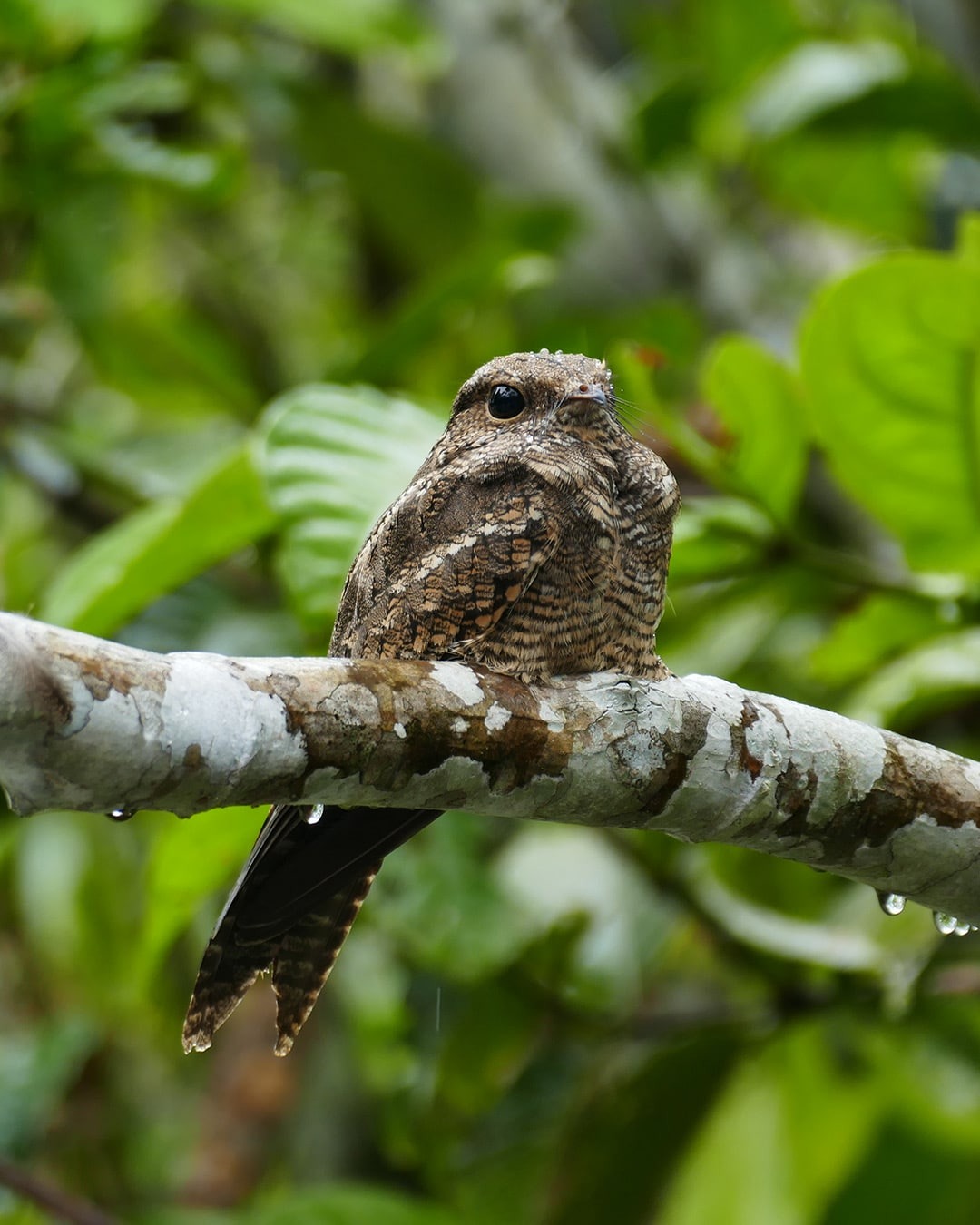 Bird perched on a branch - La Selva Eco Lodge