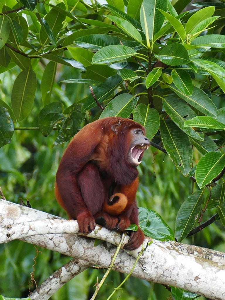 HOWLER MOKEY - La Selva Lodge - Amazon Rainforest
