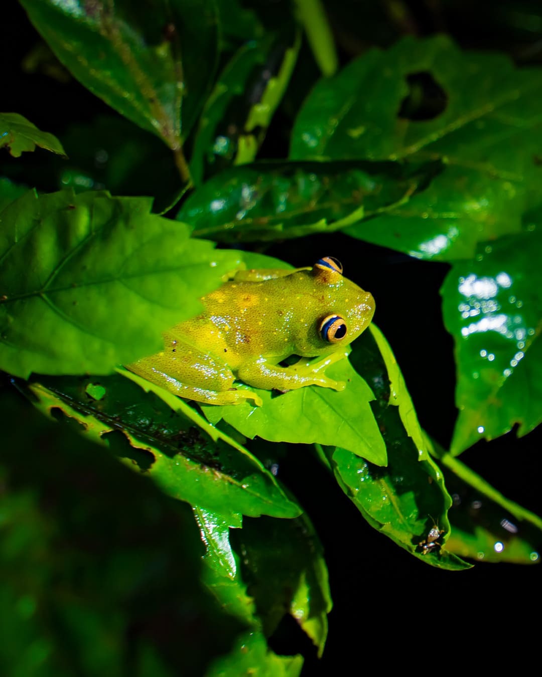 Bright green frog on lush leaves - La Selva Eco Lodge