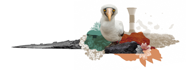 Illustration - Golden Galapagos Cruises