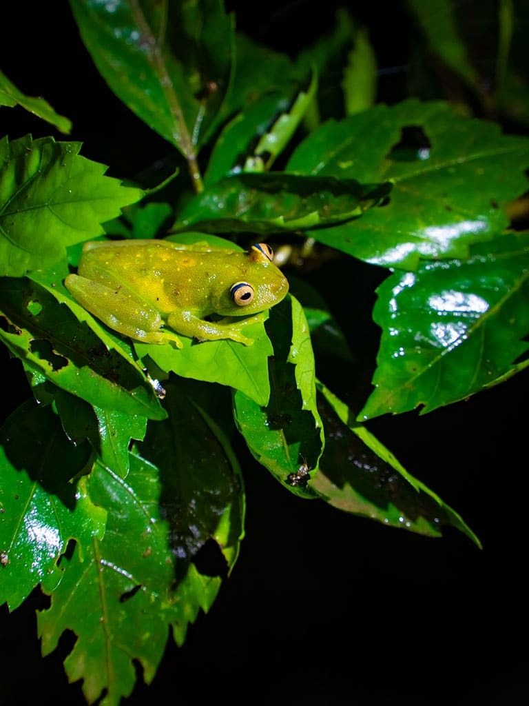 NIGHT EXCURSION- La Selva Lodge - Amazon Rainforest