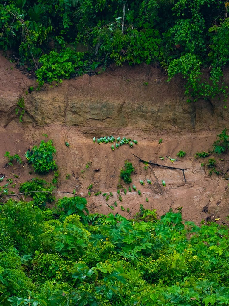 PARROT CLAY LICK - - La Selva Lodge - Amazon Rainforest