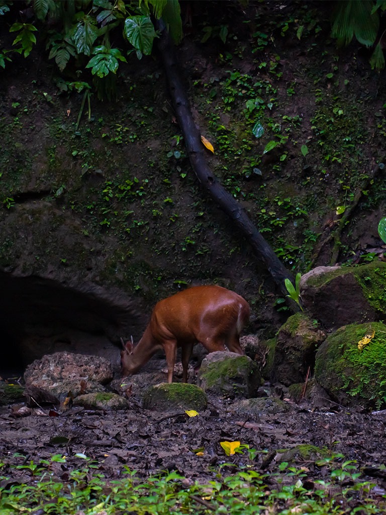 YASUNI WILDLIFE - La Selva Lodge - Amazon Rainforest