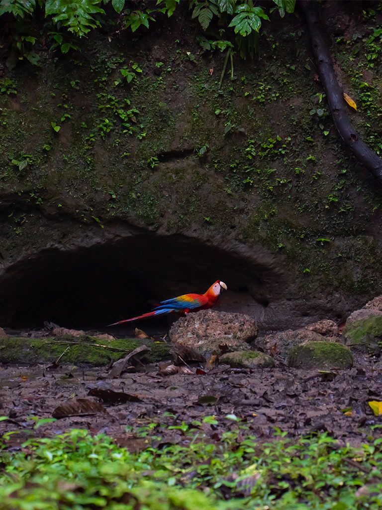 SCARLET MACAW - La Selva Lodge - Amazon Rainforest