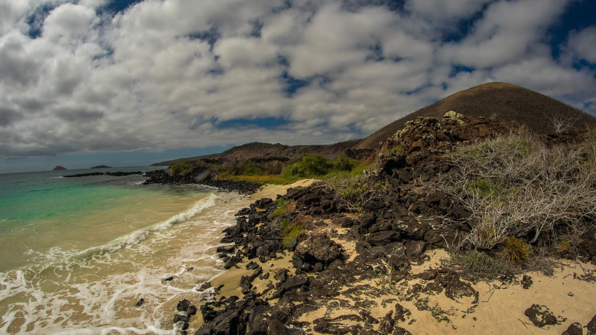 imgi_22_Galapagos-Flora-and-Fauna-Endemic-14_desktop