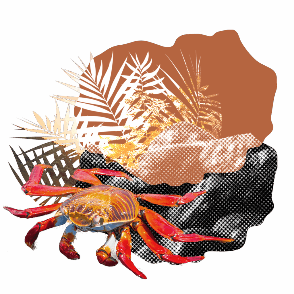 Illustration - Golden Galapagos Cruises
