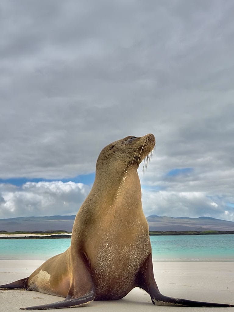 LOBOS ISLAND - Galapagos Islands