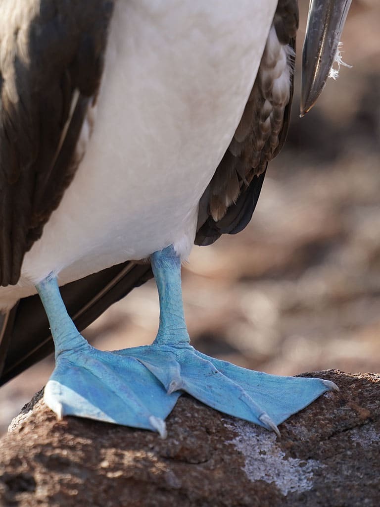 BLUE FOOTED BOOBIES - Galapagos Islands