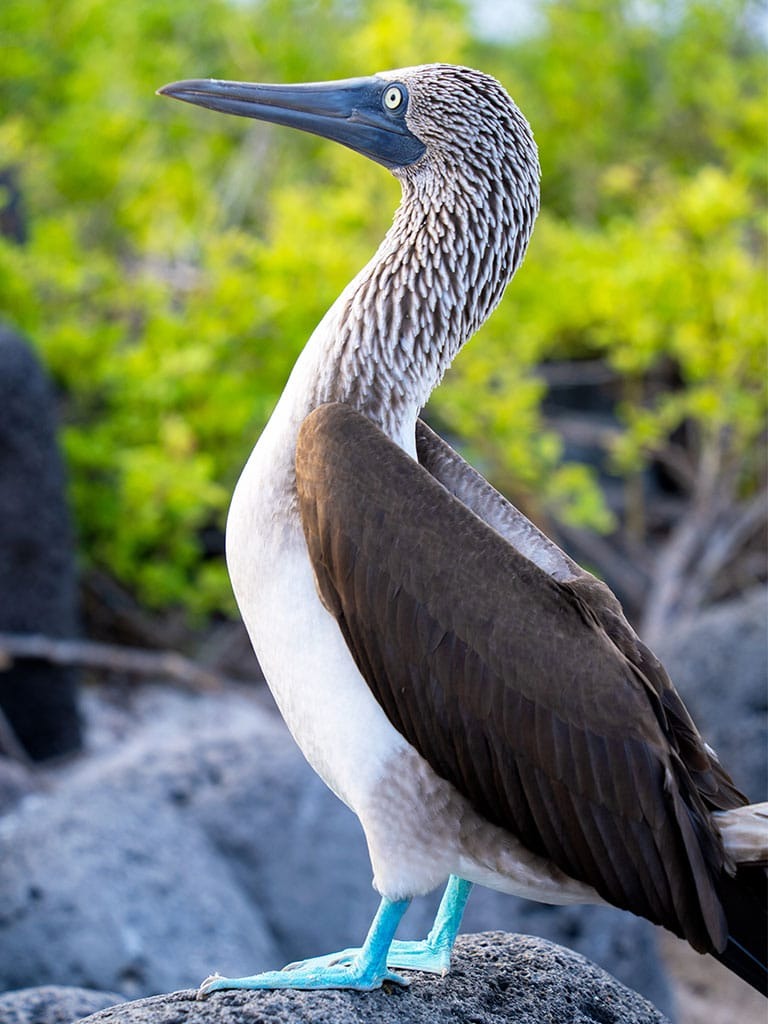 BLUE FOOTED BOOBIES - Galapagos Islands