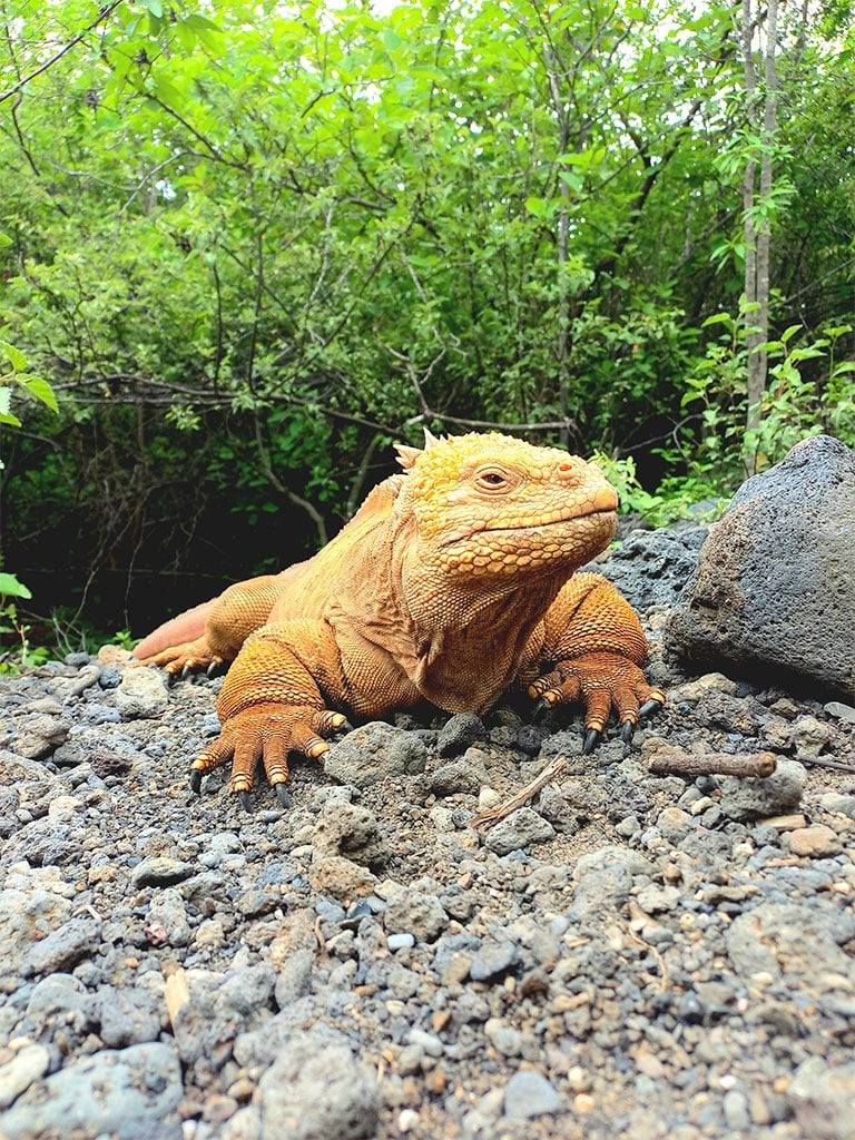 LAND IGUANA - Galapagos islands