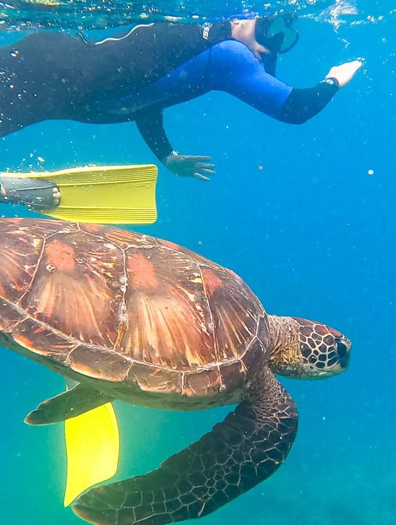 SNORKEL - Galapagos Snorkel e Turtle - Galapagos Islands