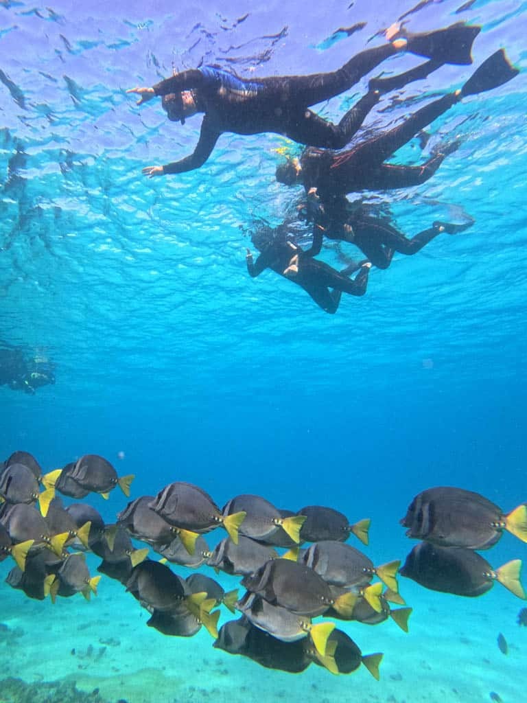 Divers swimming above colorful fish school - colorful fish - Galapagos Islands in a Glimpse - Golden Galapagos Cruises