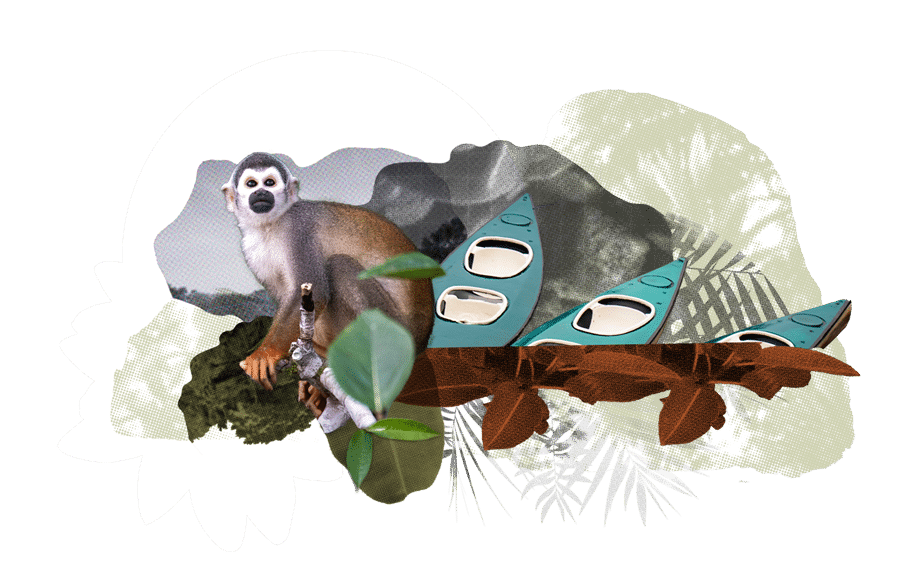 Amazon Rainforest - Illustration Amazon