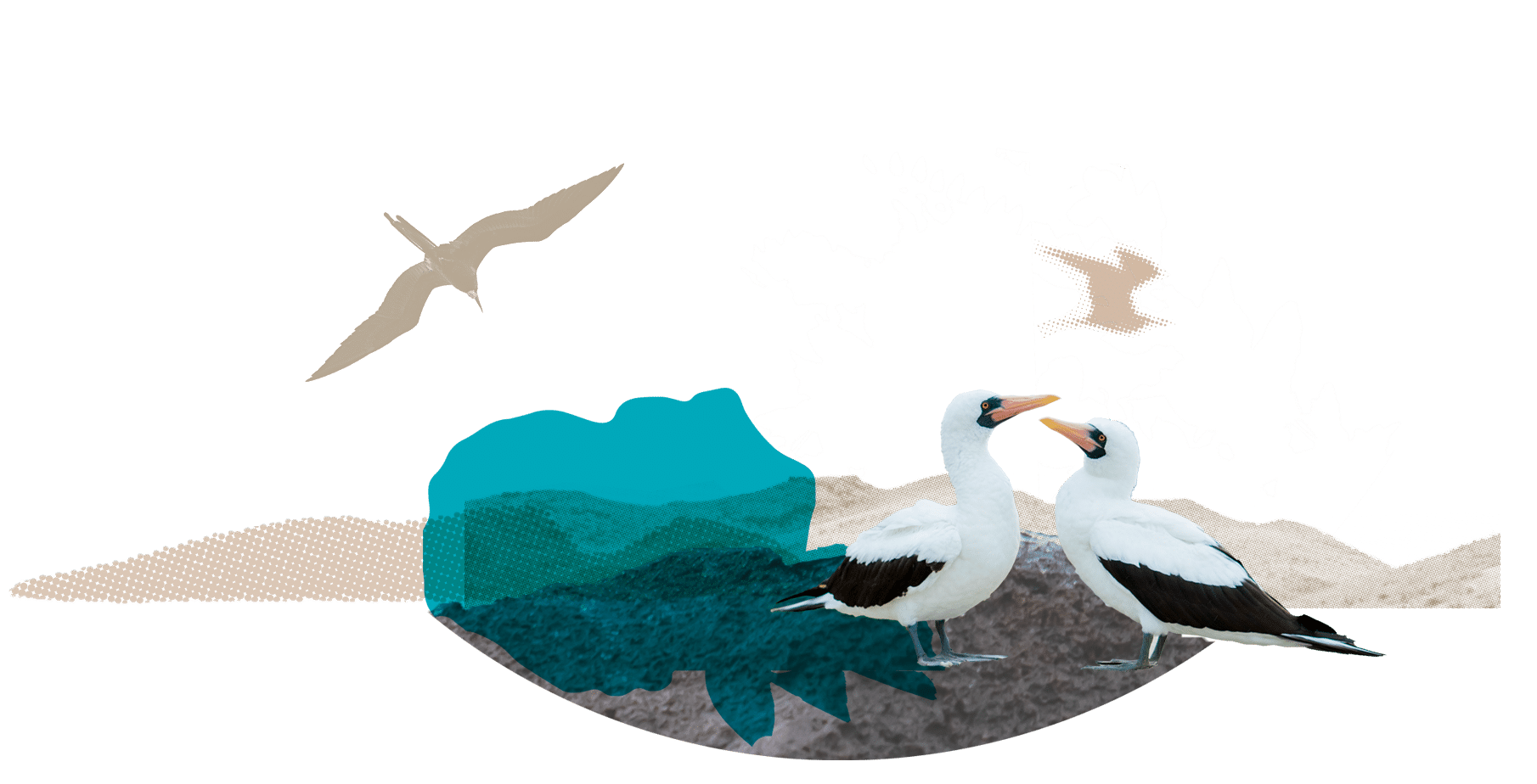 Illustration Galapagos Islands