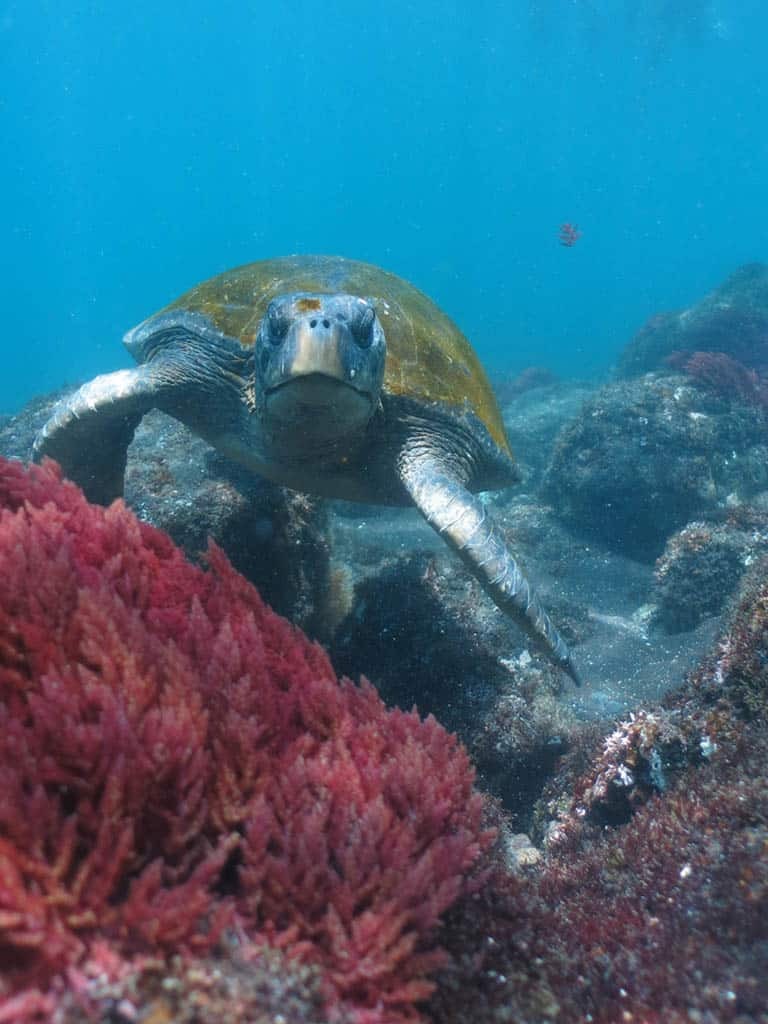 Turtle swimming near colorful coral - Devil Crown - Galapagos Islands in a Glimpse - Golden Galapagos Cruises