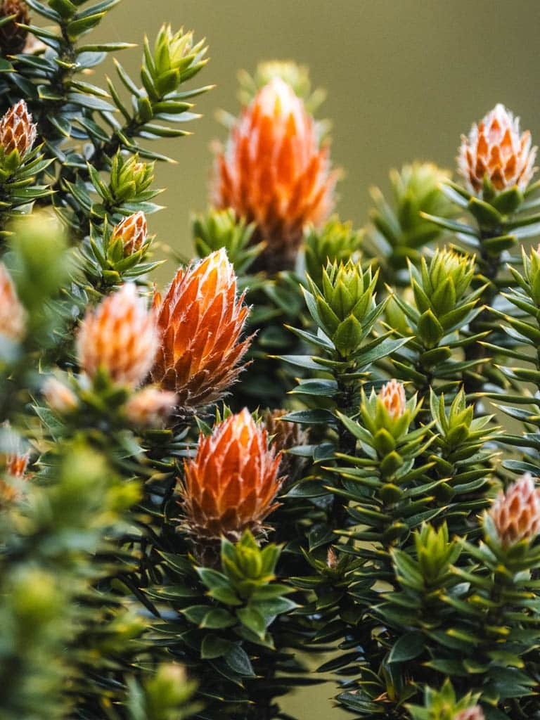 ENDEMIC PLANTS