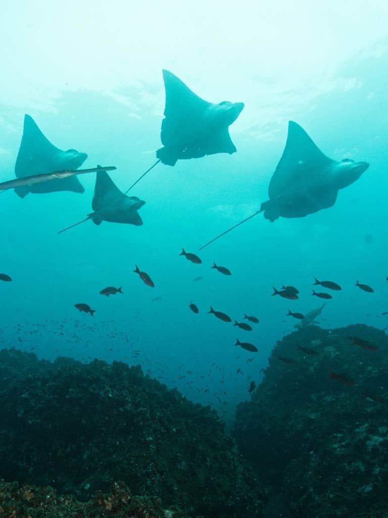 Stingrays swimming in clear water - rays - Galapagos Islands in a Glimpse - Golden Galapagos Cruises