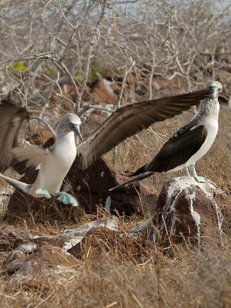 Two blue-footed boobies on rocks - blue footed boobies - Galapagos Islands in a Glimpse - Golden Galapagos Cruises