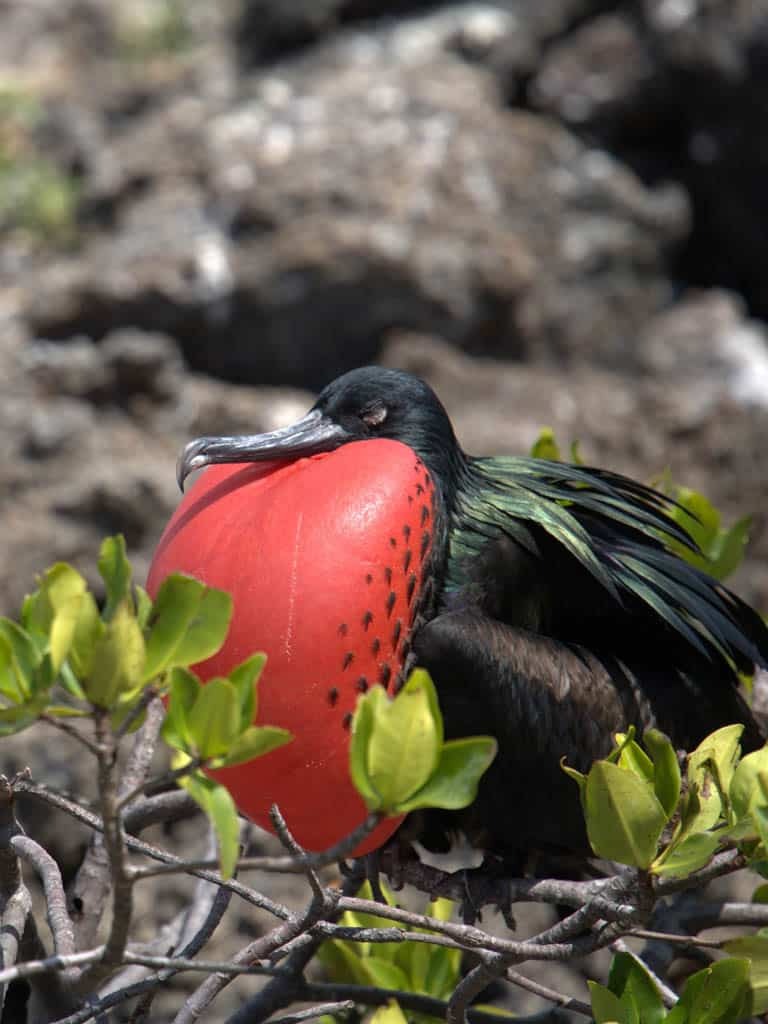 Frigatebird with vibrant red pouch - frigatebird - Galapagos Islands in a Glimpse - Golden Galapagos Cruises