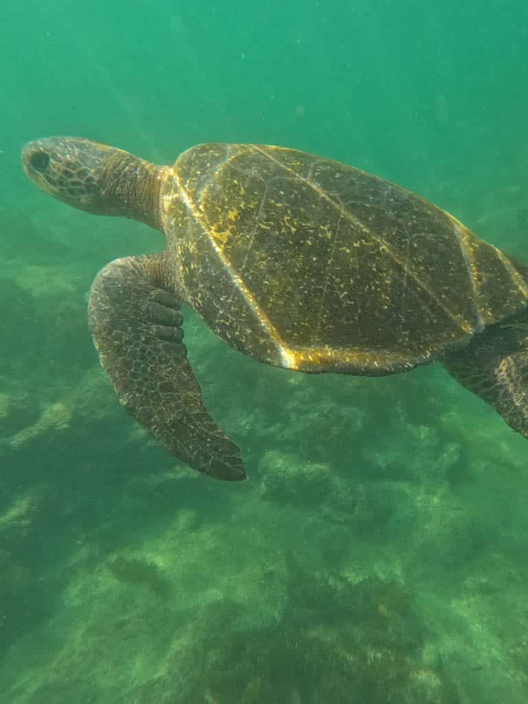 Sea turtle swimming underwater gracefully - green sea turtles - Galapagos Islands in a Glimpse - Golden Galapagos Cruises