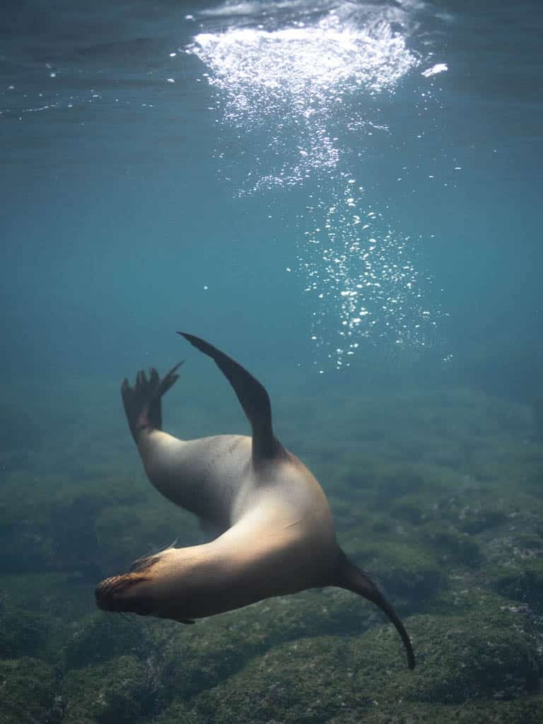 Sea lion swimming underwater in ocean - Galapagos Islands in a Glimpse - Golden Galapagos Cruises