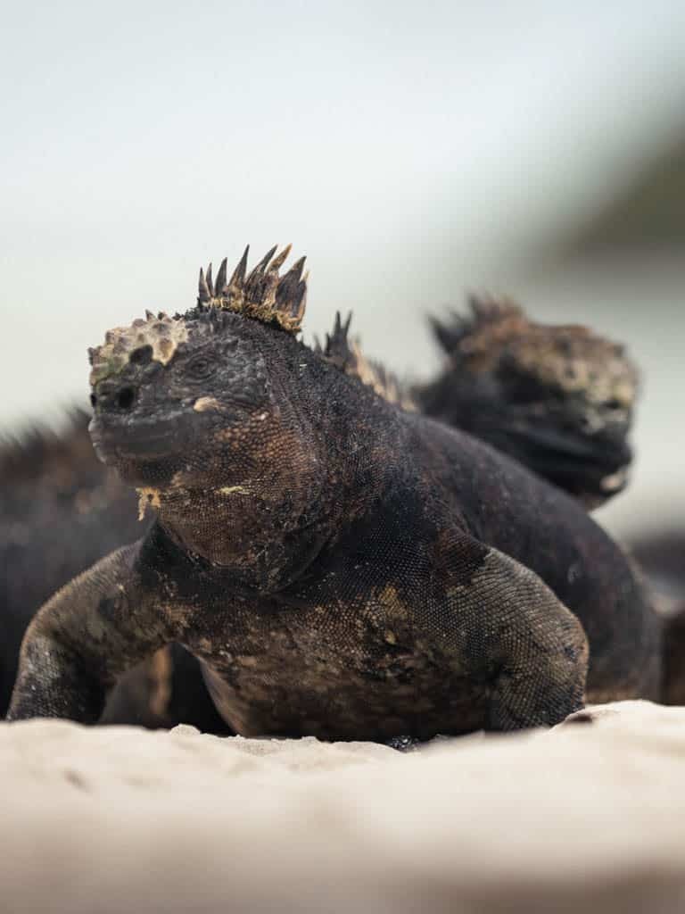 Two marine iguanas on sandy beach - wildlife - Galapagos Islands in a Glimpse - Golden Galapagos Cruises