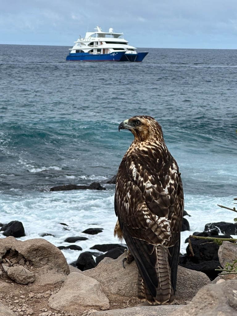 Hawk overlooking ocean and yacht - wildlife - Galapagos Islands in a Glimpse - Golden Galapagos Cruises
