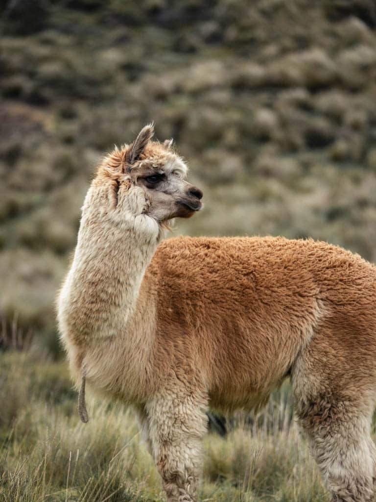 ALPACA