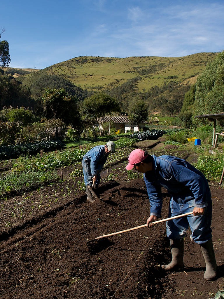 Farmers working in an organic garden - Farms Operations - Golden Galapagos Cruises