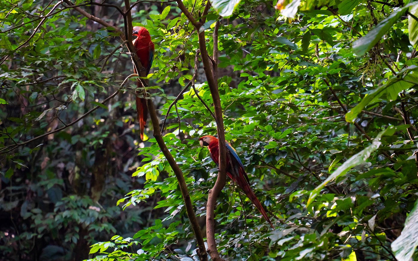 Two red macaws in lush greenery