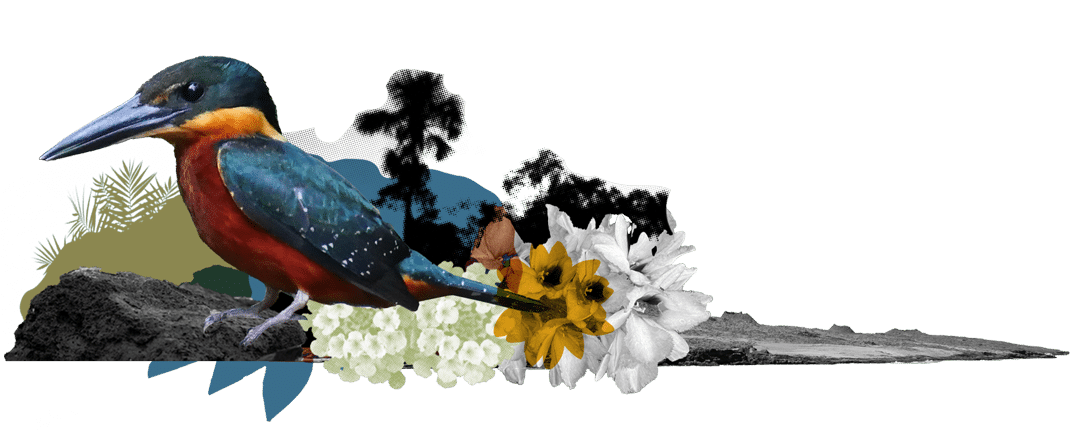 Colorful bird surrounded by flowers Ilustration