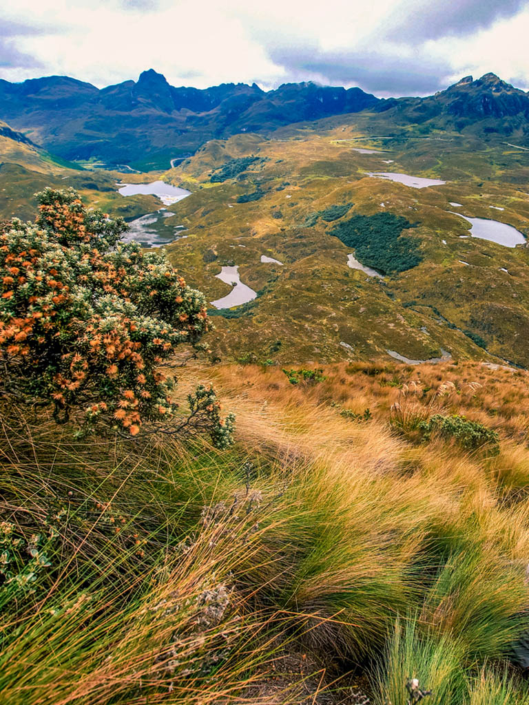 páramo ecosystem